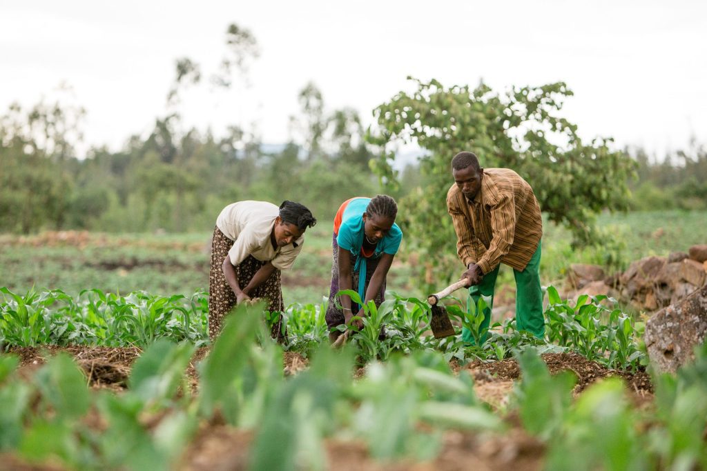 Food-Security-Efforts-Threatened-by-Escalating-Insecurity-in-Northern-Nigeria frontpage news