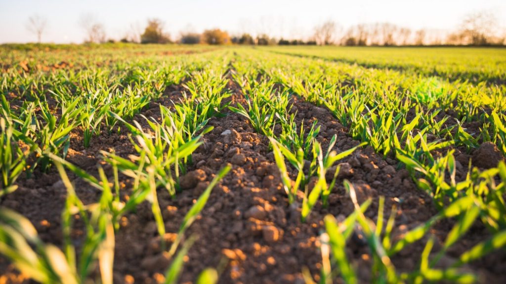 Federal-Government-Allocates-N132bn-for-Agricultural-Development-in-2025 frontpage news