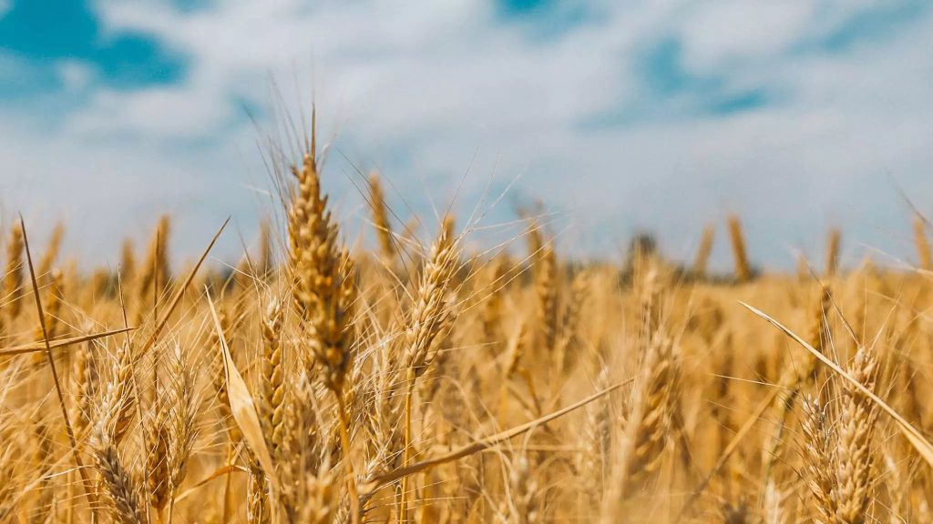 FG-to-cultivate-wheat frontpage page
