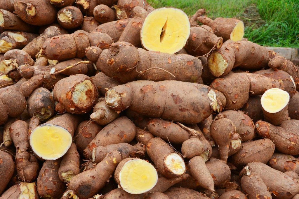 Federal Government Pledges Support to Agbeyewa Farms for Boosting Cassava Production and Agro-Processing frontpage news