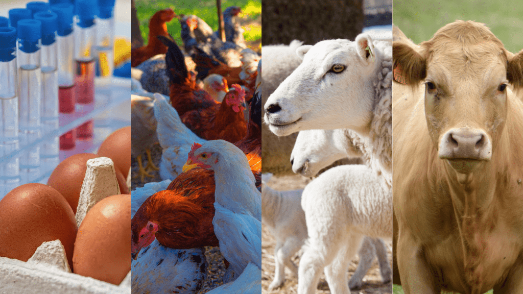 Miyetti Allah Calls for Urgent Update to Nigeria's Livestock Census