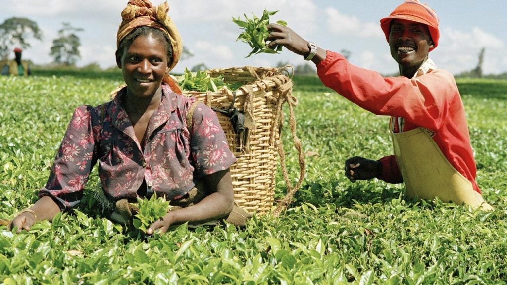 Agriculture in Nigeria: Land, Crops, and Farming Systems